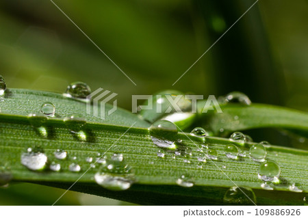 Water drops on the green grass. Morning dew, watering plants. Drops of moisture on leaves after rain. Beautiful green background on an ecological theme Water drops on the green grass. Morning dew, watering plants. Drops of moisture on leaves after rain. Beautiful green background on an ecological theme 109886926
