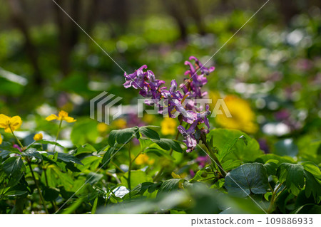 Corydalis. Corydalis solida. Violet flower forest blooming in spring. The first spring flower, purple. Wild corydalis in nature 109886933