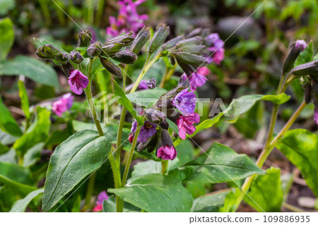 Close-up of blooming flowers Pulmonaria mollis in sunny spring day, selective focus .closeup detail of meadow flower - wild healing herb - Pulmonaria mollis 109886935
