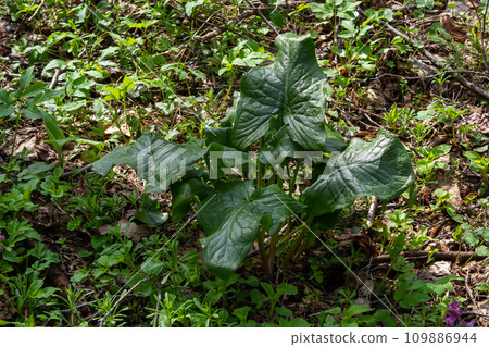 Cuckoopint or Arum maculatum arrow shaped leaf, woodland poisonous plant in family Araceae. arrow shaped leaves. Other names are nakeshead, adder's root, arum, wild arum, arum lily, lords-and-ladies Cuckoopint or Arum maculatum arrow shaped leaf, woodland poisonous plant in family Araceae. arrow shaped leaves. Other names are nakeshead, adder's root, arum, wild arum, arum lily, lords-and-ladies 109886944