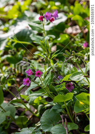 Close-up of blooming flowers Pulmonaria mollis in sunny spring day, selective focus .closeup detail of meadow flower - wild healing herb - Pulmonaria mollis 109886951