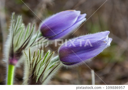 Pulsatilla slavica. Spring flower in the forest. A beautiful purple fluffy plant that blooms in early spring. Disappearing spring flowers Pulsatilla slavica. Spring flower in the forest. A beautiful purple fluffy plant that blooms in early spring. Disappearing spring flowers 109886957