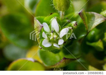 In the spring, Stellaria media grows in the wild. A herbaceous plant that often grows in gardens as a weed. Small white flowers on fleshy green stems 109886961
