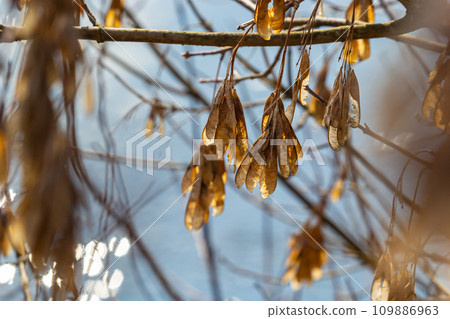 Yellow maple seeds against the blue sky. Macro. Maple branches with golden seeds on a clear sunny day. Close-up. Early spring concept. Bright beautiful nature background Yellow maple seeds against the blue sky. Macro. Maple branches with golden seeds on a clear sunny day. Close-up. Early spring concept. Bright beautiful nature background 109886963