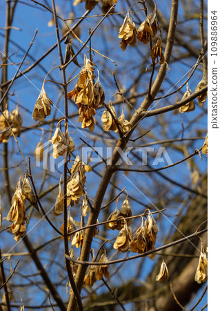 Yellow maple seeds against the blue sky. Macro. Maple branches with golden seeds on a clear sunny day. Close-up. Early spring concept. Bright beautiful nature background 109886964