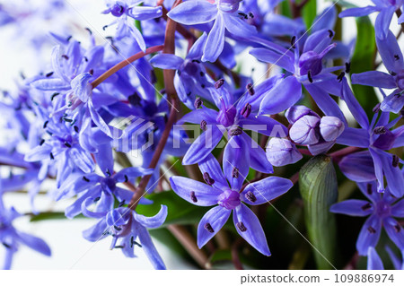 Beautiful blue flowers snowdrops Scilla bifolia alpine squill, two-leaf squill on a white background with space for text. Spring decoration Beautiful blue flowers snowdrops Scilla bifolia alpine squill, two-leaf squill on a white background with space for text. Spring decoration 109886974
