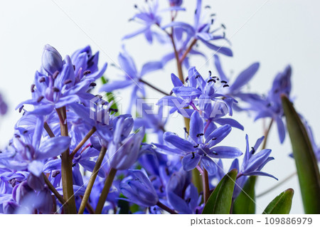 Beautiful blue flowers snowdrops Scilla bifolia alpine squill, two-leaf squill on a white background with space for text. Spring decoration Beautiful blue flowers snowdrops Scilla bifolia alpine squill, two-leaf squill on a white background with space for text. Spring decoration 109886979
