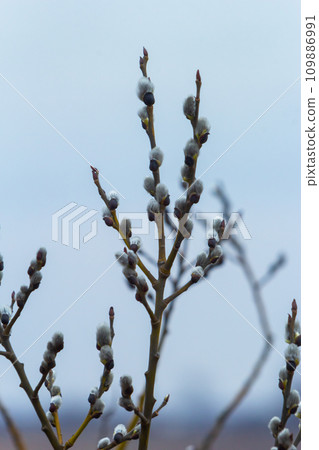 Willow Salix caprea branch with coats, fluffy willow flowers. Easter. Palm Sunday. Goat Willow Salix caprea in park, Willow Salix caprea branches with buds blossoming Willow Salix caprea branch with coats, fluffy willow flowers. Easter. Palm Sunday. Goat Willow Salix caprea in park, Willow Salix caprea branches with buds blossoming 109886991