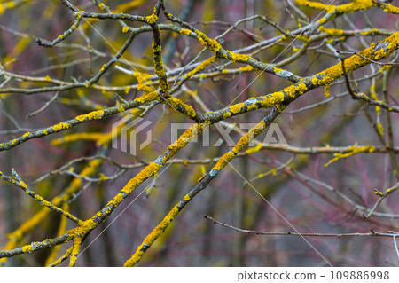 Xanthoria parietina common orange lichen, yellow scale, maritime sunburst lichen and shore lichen on the bark of tree branch. Thin dry branch with orange lichen, close-up, on blurred background 109886998