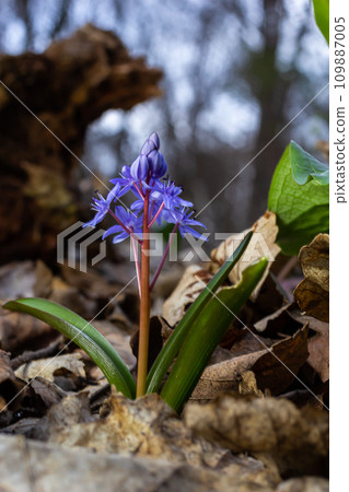 Scilla bifolia, the alpine squill or two-leaf squill, is a herbaceous perennial plant of the family Asparagaceae. Art photo of the early flowering plant Scilla bifolia, the alpine squill Scilla bifolia, the alpine squill or two-leaf squill, is a herbaceous perennial plant of the family Asparagaceae. Art photo of the early flowering plant Scilla bifolia, the alpine squill 109887005