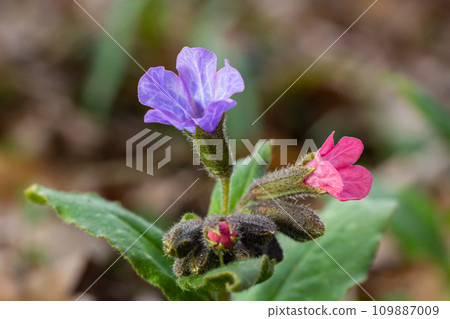 Pulmonaria, lungwort flowers of different shades of violet in one inflorescence. Honey plant of Ukraine. The first spring flowers. Pulmonaria officinalis. Pulmonaria officinalis bloom Pulmonaria, lungwort flowers of different shades of violet in one inflorescence. Honey plant of Ukraine. The first spring flowers. Pulmonaria officinalis. Pulmonaria officinalis bloom 109887009