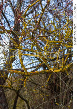 Xanthoria parietina common orange lichen, yellow scale, maritime sunburst lichen and shore lichen on the bark of tree branch. Thin dry branch with orange lichen, close-up, on blurred background 109887017