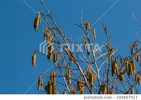 Small branch of black alder Alnus glutinosa with male catkins and female red flowers. Blooming alder in spring beautiful natural background with clear earrings and blurred background Small branch of black alder Alnus glutinosa with male catkins and female red flowers. Blooming alder in spring beautiful natural background with clear earrings and blurred background 109887021