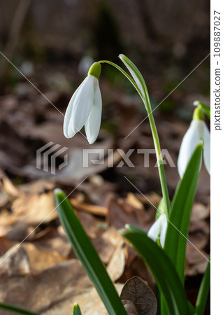 White snowdrop flowers close up. Galanthus blossoms illuminated by the sun in the green blurred background, early spring. Galanthus nivalis bulbous, perennial herbaceous plant in Amaryllidaceae family 109887027