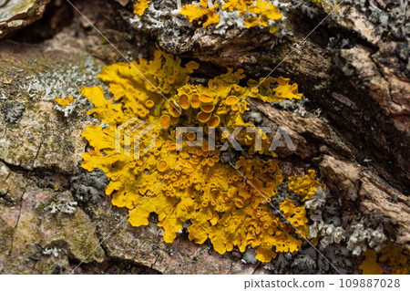 Xanthoria parietina common orange lichen, yellow scale, maritime sunburst lichen and shore lichen on the bark of tree branch. Thin dry branch with orange lichen, close-up, on blurred background 109887028