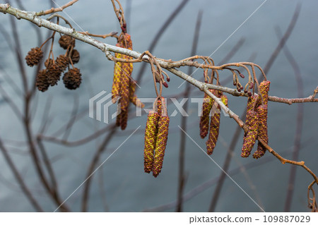 Small branch of black alder Alnus glutinosa with male catkins and female red flowers. Blooming alder in spring beautiful natural background with clear earrings and blurred background 109887029