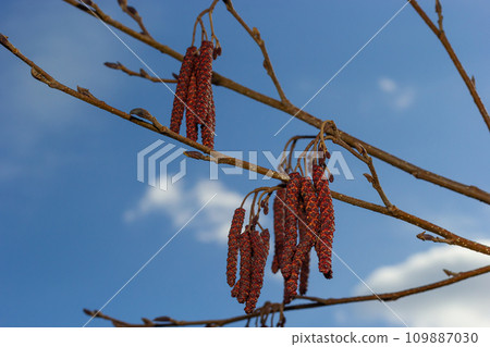 Small branch of black alder Alnus glutinosa with male catkins and female red flowers. Blooming alder in spring beautiful natural background with clear earrings and blurred background 109887030