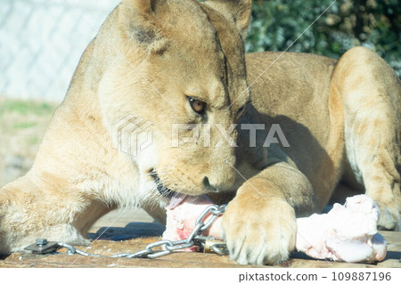 獅子咬骨頭 109887196