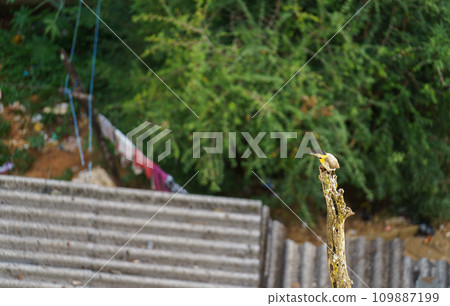Woodpecker Observing Unfocused Houses and Messy Ground from a Tree Trunk 109887199