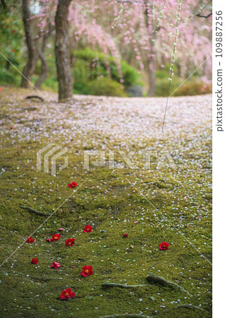 Plum grove and fallen camellias Plum grove and fallen camellias 109887256