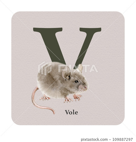 Letter V with vole decor on the square card. Watercolor illustration. Forest animal nature ABC alphabet element for study. Wildlife nature alphabet letter V decorated with vole. White background Letter V with vole decor on the square card. Watercolor illustration. Forest animal nature ABC alphabet element for study. Wildlife nature alphabet letter V decorated with vole. White background 109887297