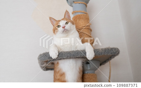 Cat posing in the cat tower: brown, tabby and white 109887371