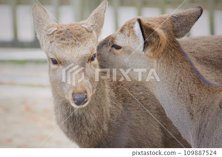deer grooming 109887524