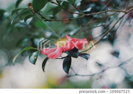 Atmospheric camellia 109887525