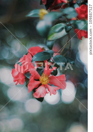 Camellia and jade balloons 109887527