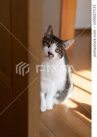 Peeking cat, Kijitora cat 109887535