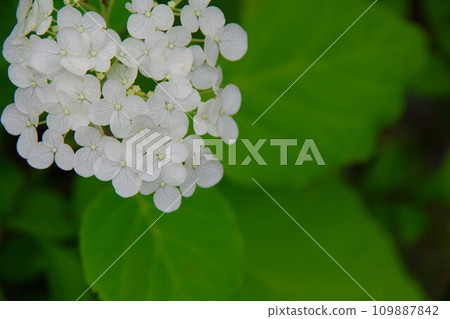 Annabel Annabel 109887842