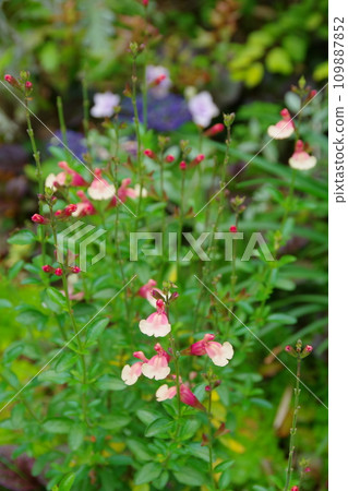 粉紅色櫻桃鼠尾草鮭魚 109887852