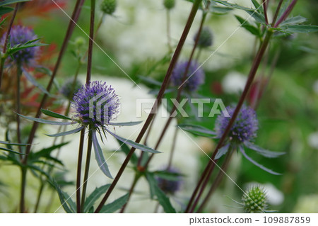 Eryngium Eryngium Eryngium Eryngium 109887859