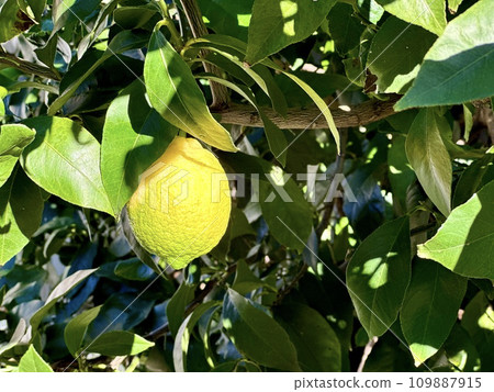 檸檬開始變色 109887915