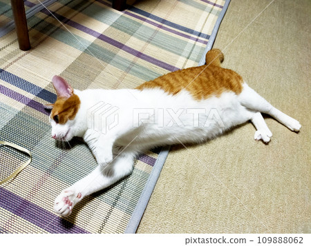 Brown tabby cat/daily life Brown tabby cat/daily life 109888062