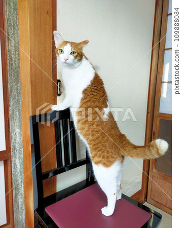 Brown tabby cat/daily life Brown tabby cat/daily life 109888084