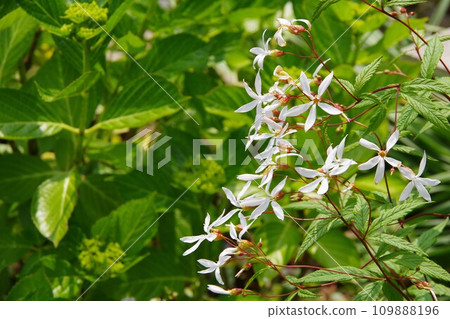 下野三葉 下野三葉 109888196