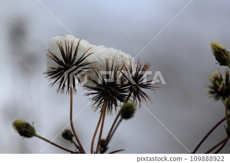 雪落在野花上 109888922