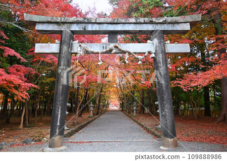 京都市立大原野神社第二鳥居和紅葉繽紛的神社參道 109888986