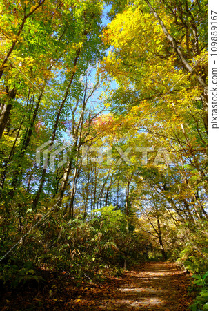 Natural beech forest at the foot of the Shirakami Mountains, Aomori Prefecture Natural beech forest at the foot of the Shirakami Mountains, Aomori Prefecture 109889167