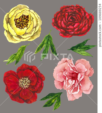 Watercolor peony flowers set of four Watercolor peony flowers set of four 109889254