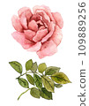 Watercolor rose flower with leaves 109889256