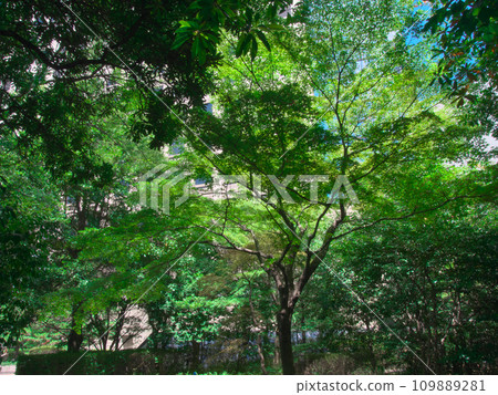 Fresh greenery in the city bathed in sunlight, urban landscape 109889281