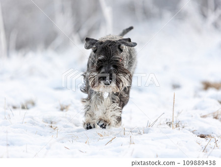 Portrait of a schnauzer with pepper and salt jumping into the snow in winter 109889438