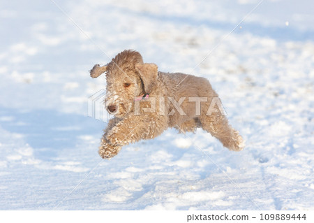 A small liver-colored Bedlington Terrier puppy runs on a winter walk, taking off from the ground in the snow. 109889444