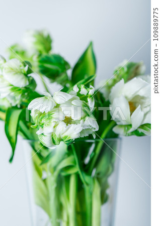 Bunch of Parrot Style Tulips 109889775