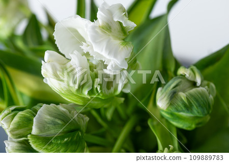 Bunch of Parrot Style Tulips 109889783