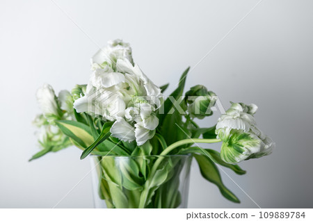 Bunch of Parrot Style Tulips 109889784