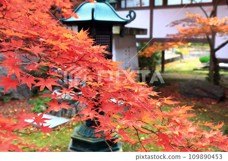Beautiful autumn leaves 109890453
