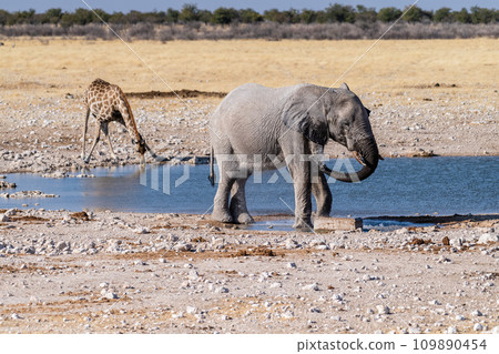 African Elephant drinking at a waterhole 109890454